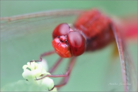 <p>VÁŽKA ČERVENÁ (Crocothemis erythraea) Praha - Stromovka ---- /Scarlet dragonfly - Feuerlibelle/</p>